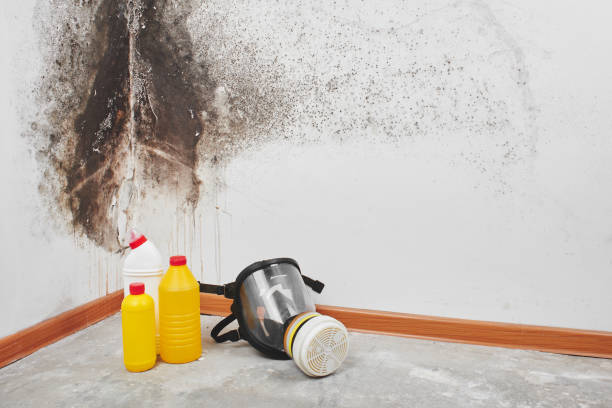 Best Mold Removal Company Near Me  in South Zanesville, OH