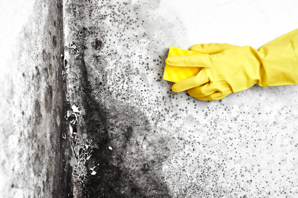 Best Crawl Space Mold Removal  in South Zanesville, OH