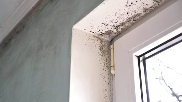 Best Professional Mold Removal  in South Zanesville, OH