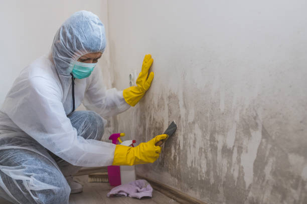 Best Office Mold Removal Services  in South Zanesville, OH