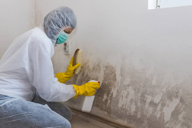 Best Best Mold Removal Companies  in South Zanesville, OH