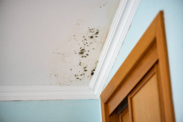 Best Mold Removal Company Near Me  in South Zanesville, OH