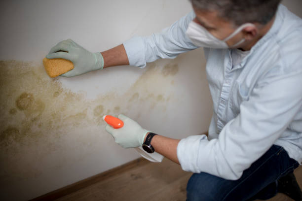 Best Fast Mold Removal  in South Zanesville, OH