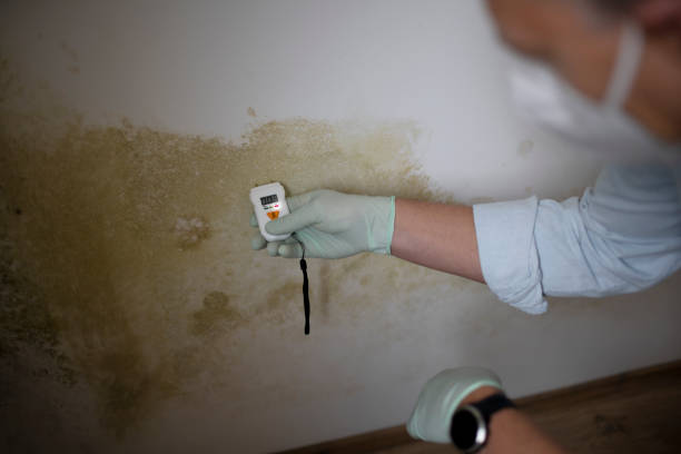 Best Residential Mold Removal  in South Zanesville, OH