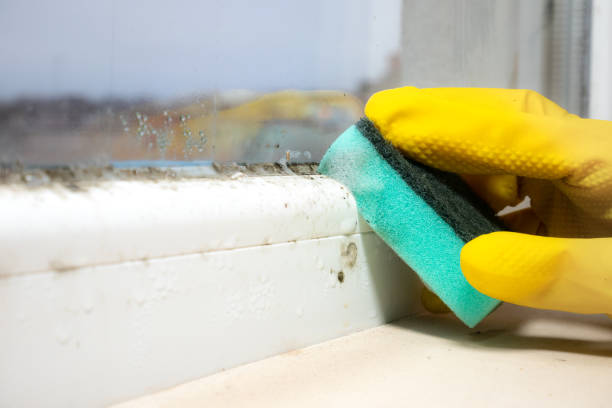 Best Fast Mold Removal  in South Zanesville, OH