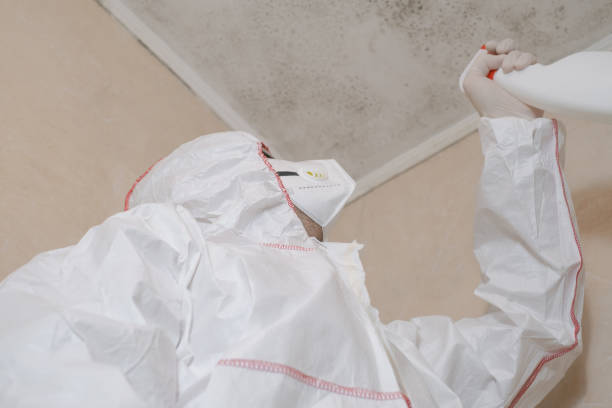 Best Mold Remediation  in South Zanesville, OH