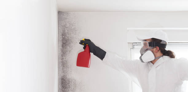 Best Professional Mold Removal  in South Zanesville, OH