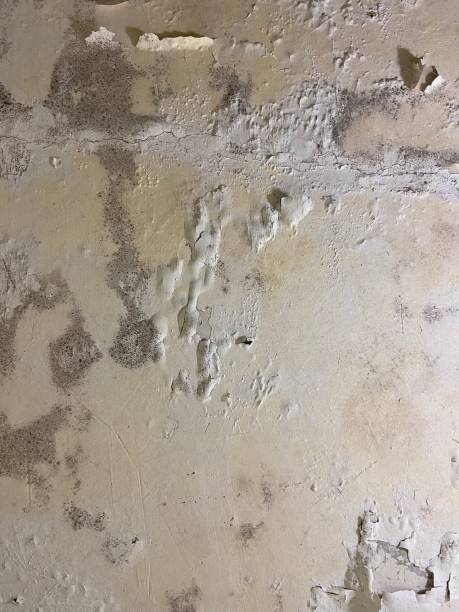 Mold Removal Process in South Zanesville, OH