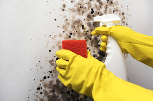 Best Black Mold Removal  in South Zanesville, OH