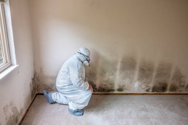 Best Best Mold Removal Companies  in South Zanesville, OH