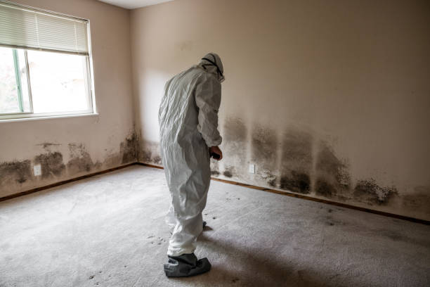 Best Best Mold Removal Companies  in South Zanesville, OH