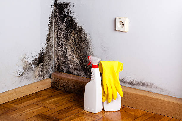 Best Mold Cleaning Services  in South Zanesville, OH