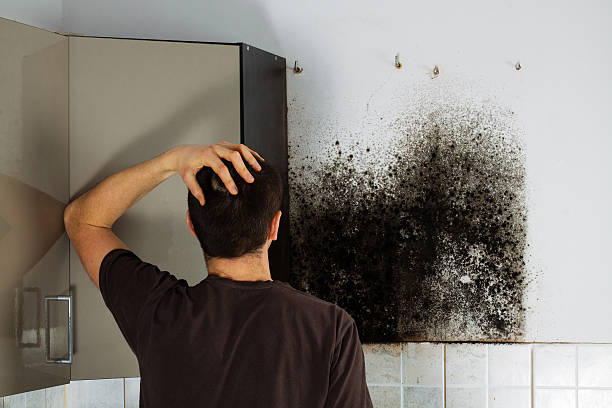 Professional Mold Removal in South Zanesville, OH