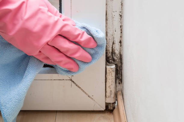 Best Black Mold Removal  in South Zanesville, OH