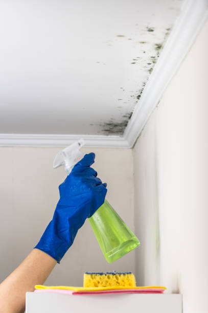 Best Water Damage Restoration  in South Zanesville, OH