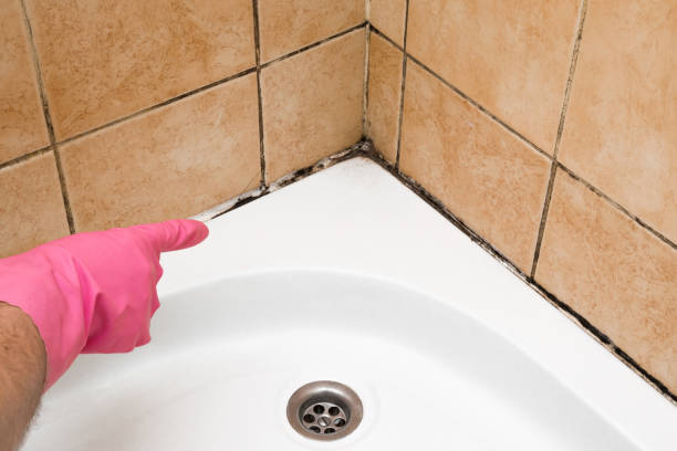 Best Best Mold Removal Companies  in South Zanesville, OH